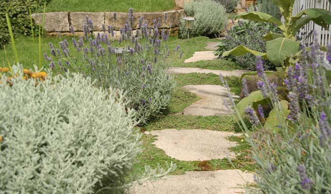 Gartenweg aus Trittplatten, gesäumt von Lavendel