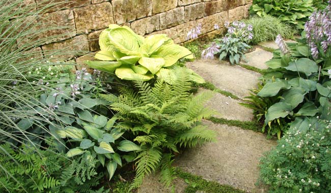 Schattiger Gartenweg mit Hosta und Farnen an einer Natursteinmauer