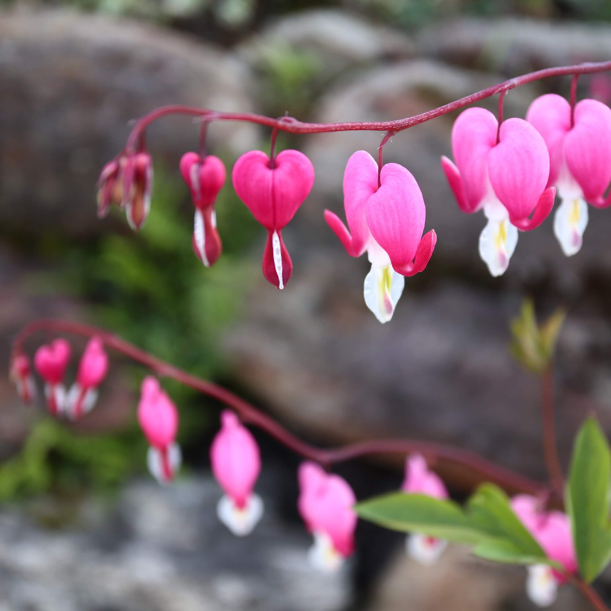 Tränendes Herz in voller Blüte